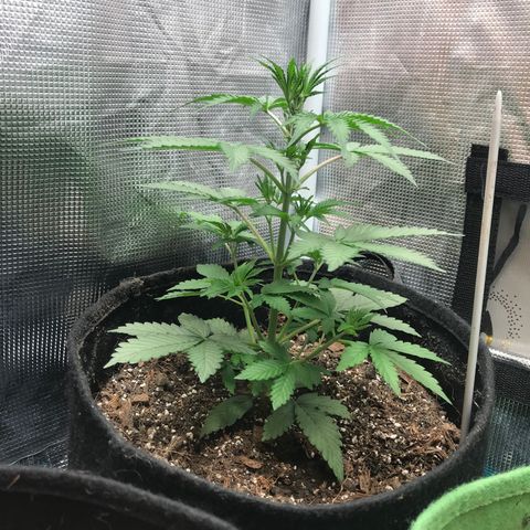 Auto Lemon 🍋 Kix growlog timeline photo