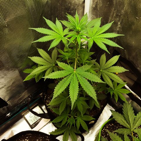 Auto Lemon 🍋 Kix growlog timeline photo