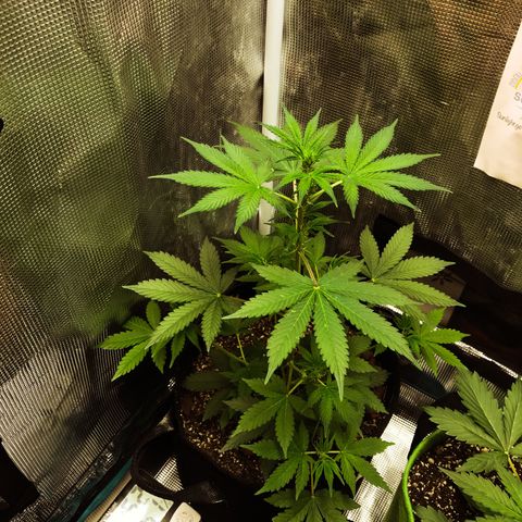 Auto Lemon 🍋 Kix growlog timeline photo