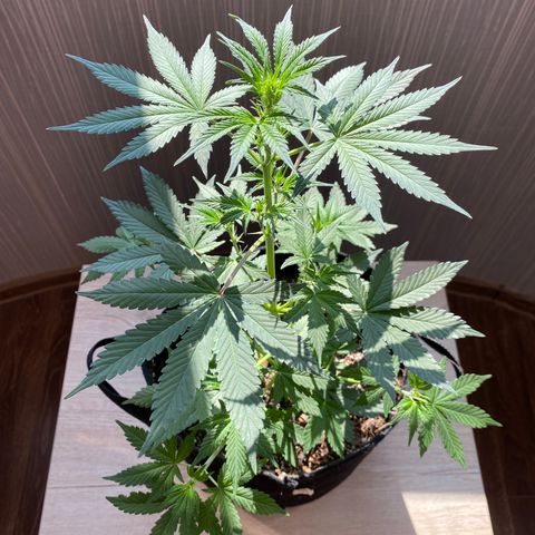 Auto Lemon 🍋 Kix growlog timeline photo