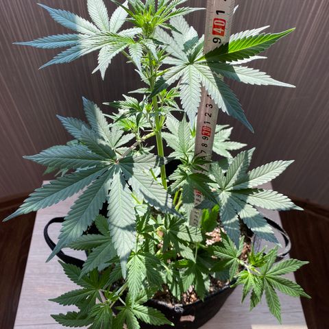 Auto Lemon 🍋 Kix growlog timeline photo