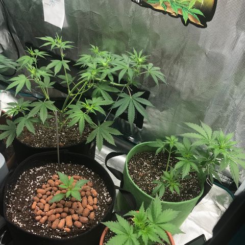 Auto Lemon 🍋 Kix growlog timeline photo
