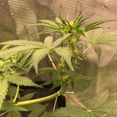 Auto Lemon 🍋 Kix growlog timeline photo