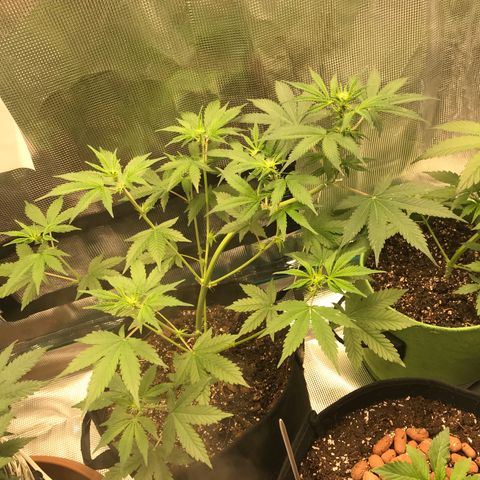 Auto Lemon 🍋 Kix growlog timeline photo