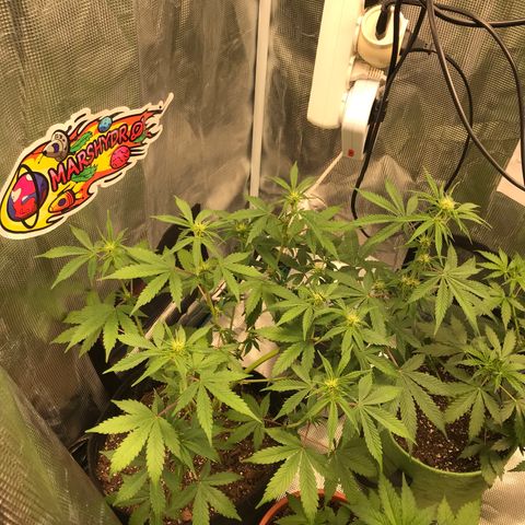 Auto Lemon 🍋 Kix growlog timeline photo
