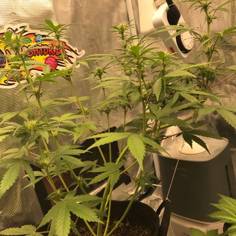 Auto Lemon 🍋 Kix growlog timeline photo