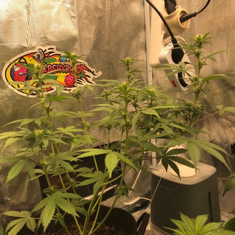 Auto Lemon 🍋 Kix growlog timeline photo