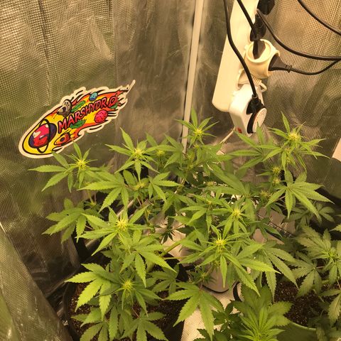 Auto Lemon 🍋 Kix growlog timeline photo