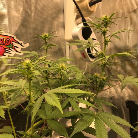 Auto Lemon 🍋 Kix growlog timeline photo