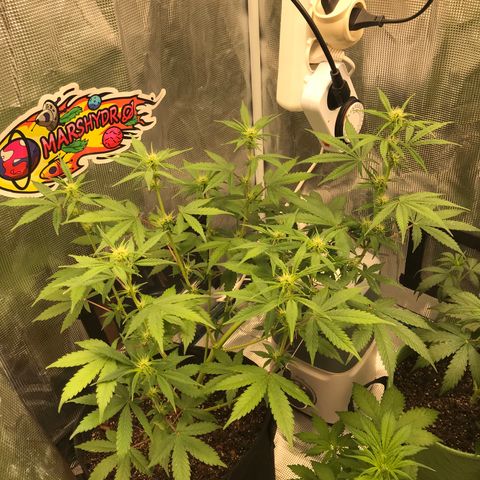 Auto Lemon 🍋 Kix growlog timeline photo