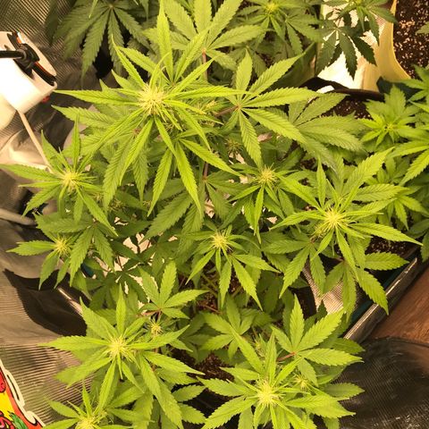 Auto Lemon 🍋 Kix growlog timeline photo
