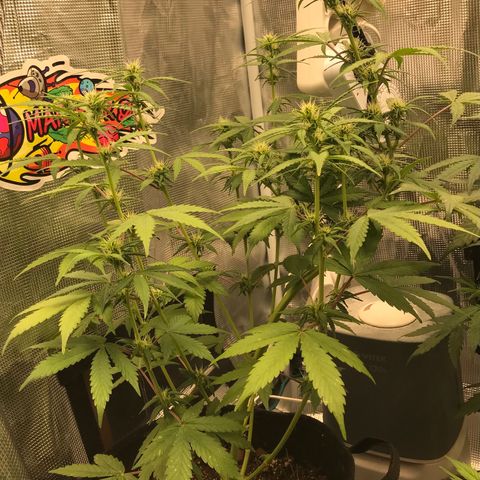 Auto Lemon 🍋 Kix growlog timeline photo