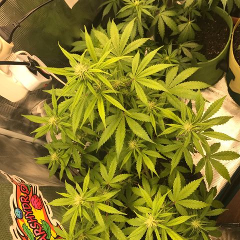 Auto Lemon 🍋 Kix growlog timeline photo