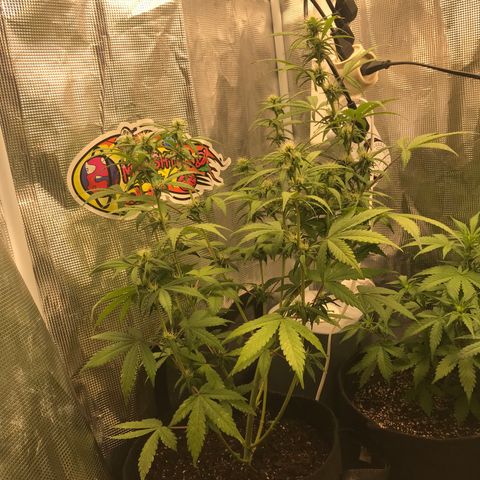 Auto Lemon 🍋 Kix growlog timeline photo