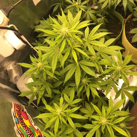 Auto Lemon 🍋 Kix growlog timeline photo