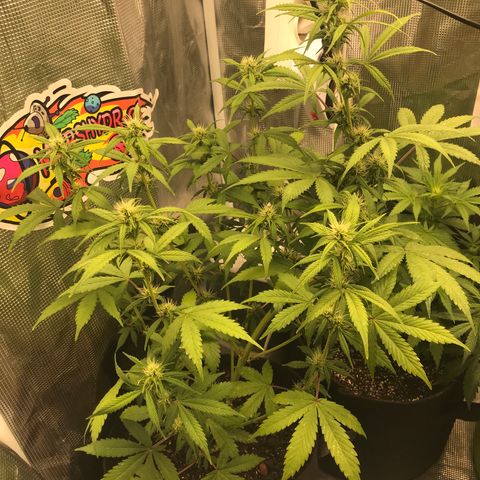Auto Lemon 🍋 Kix growlog timeline photo