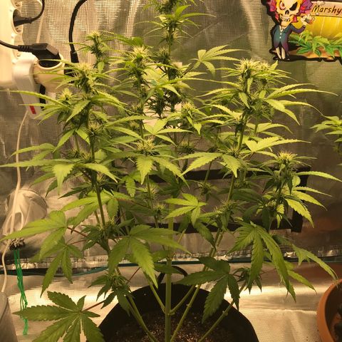 Auto Lemon 🍋 Kix growlog timeline photo