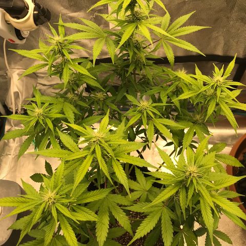 Auto Lemon 🍋 Kix growlog timeline photo
