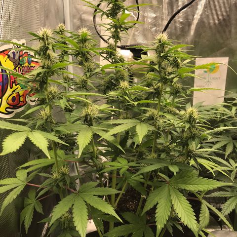 Auto Lemon 🍋 Kix growlog timeline photo