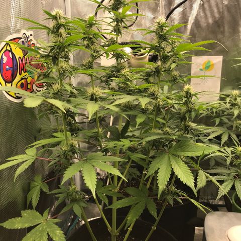 Auto Lemon 🍋 Kix growlog timeline photo