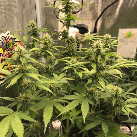 Auto Lemon 🍋 Kix growlog timeline photo