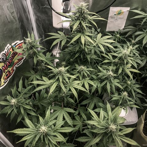 Auto Lemon 🍋 Kix growlog timeline photo