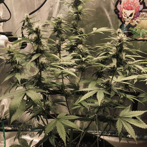 Auto Lemon 🍋 Kix growlog timeline photo