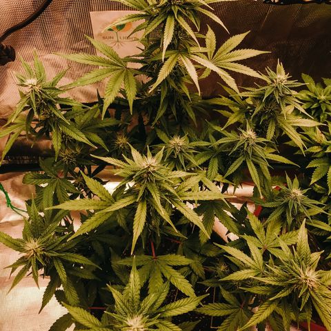 Auto Lemon 🍋 Kix growlog timeline photo