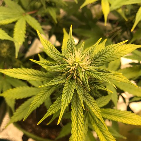 Auto Lemon 🍋 Kix growlog timeline photo