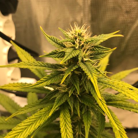 Auto Lemon 🍋 Kix growlog timeline photo