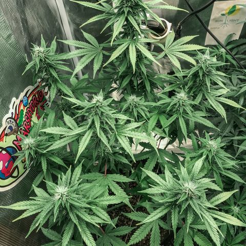 Auto Lemon 🍋 Kix growlog timeline photo