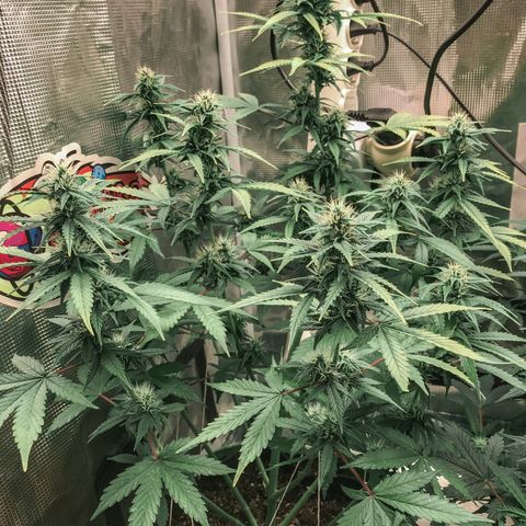 Auto Lemon 🍋 Kix growlog timeline photo