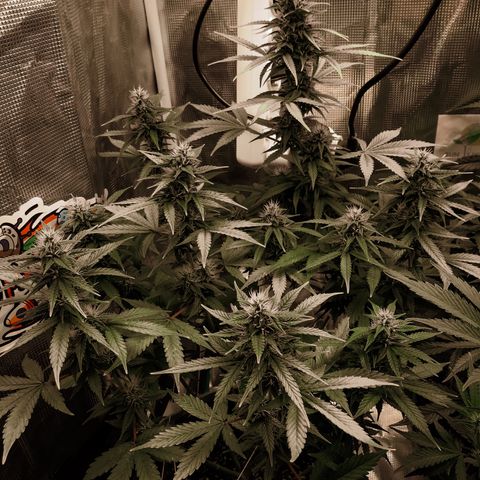 Auto Lemon 🍋 Kix growlog timeline photo