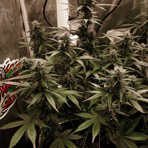 Auto Lemon 🍋 Kix growlog timeline photo
