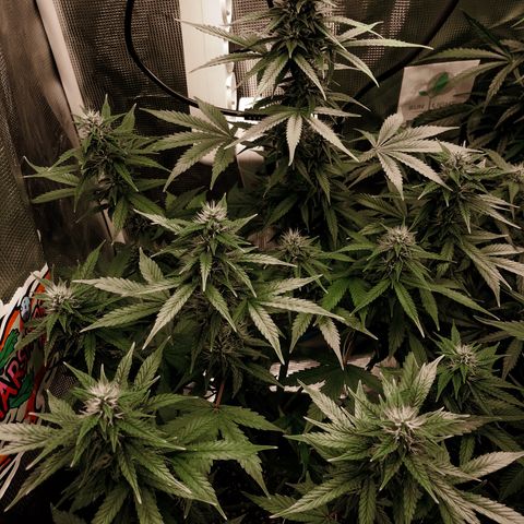 Auto Lemon 🍋 Kix growlog timeline photo