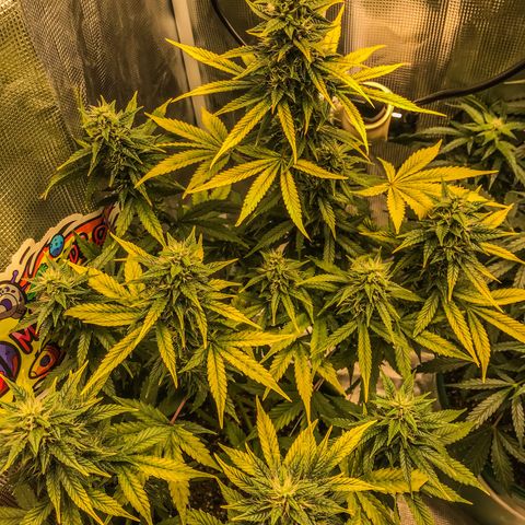 Auto Lemon 🍋 Kix growlog timeline photo