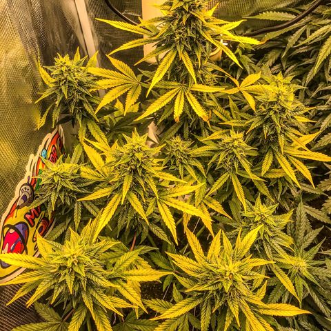 Auto Lemon 🍋 Kix growlog timeline photo