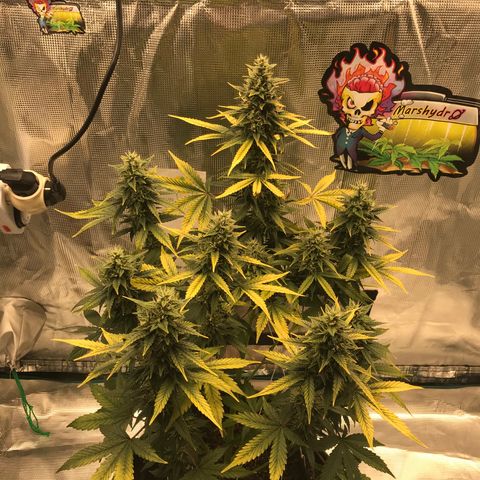 Auto Lemon 🍋 Kix growlog timeline photo