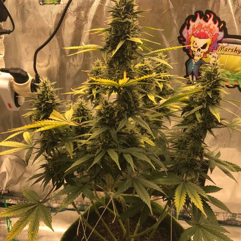 Auto Lemon 🍋 Kix growlog timeline photo