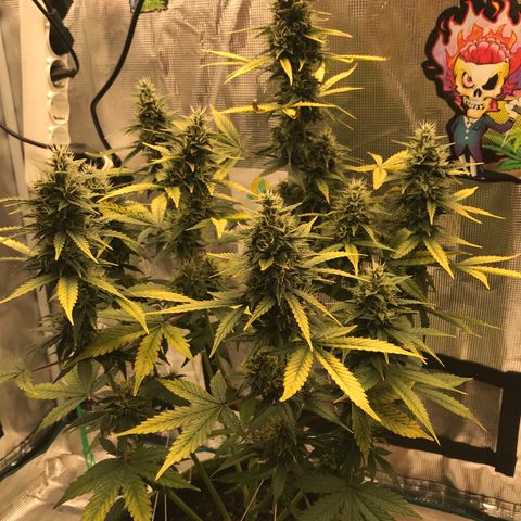 Auto Lemon 🍋 Kix growlog timeline photo