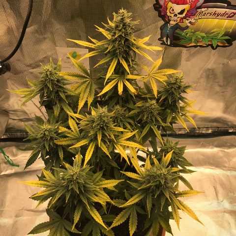 Auto Lemon 🍋 Kix growlog timeline photo
