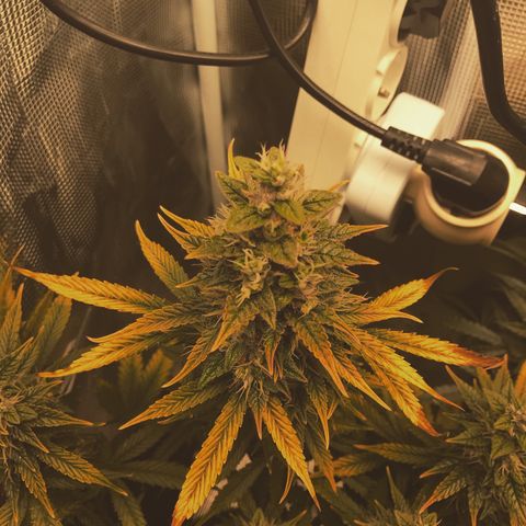 Auto Lemon 🍋 Kix growlog timeline photo