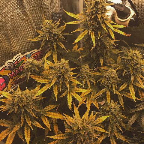 Auto Lemon 🍋 Kix growlog timeline photo