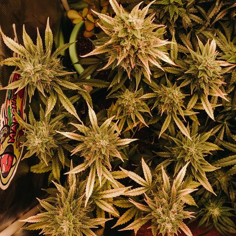 Auto Lemon 🍋 Kix growlog timeline photo