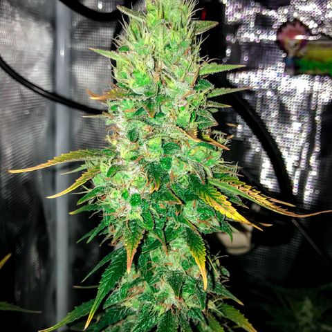 Auto Lemon 🍋 Kix growlog timeline photo