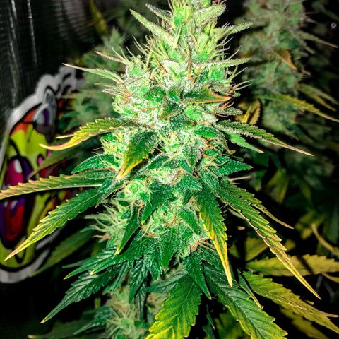 Auto Lemon 🍋 Kix growlog timeline photo