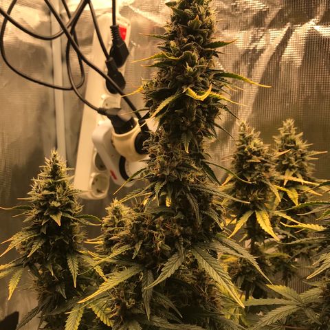 Auto Lemon 🍋 Kix growlog timeline photo