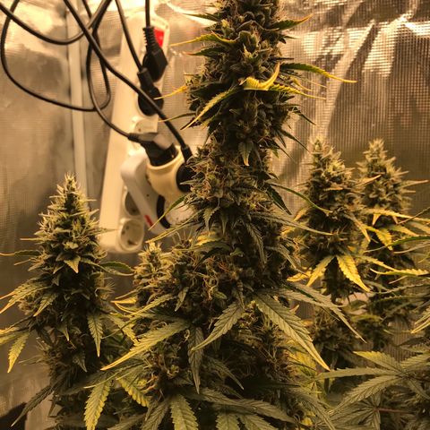 Auto Lemon 🍋 Kix growlog timeline photo