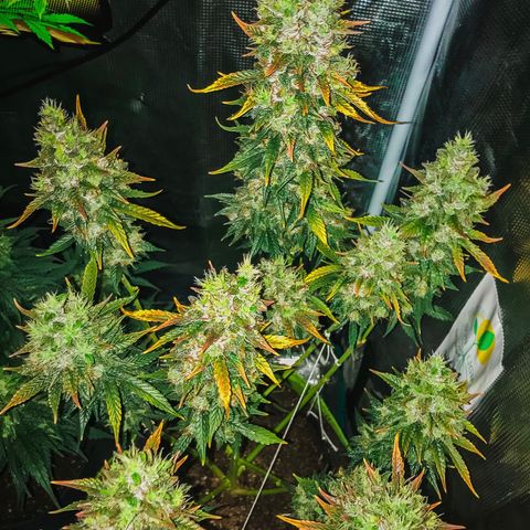 Auto Lemon 🍋 Kix growlog timeline photo