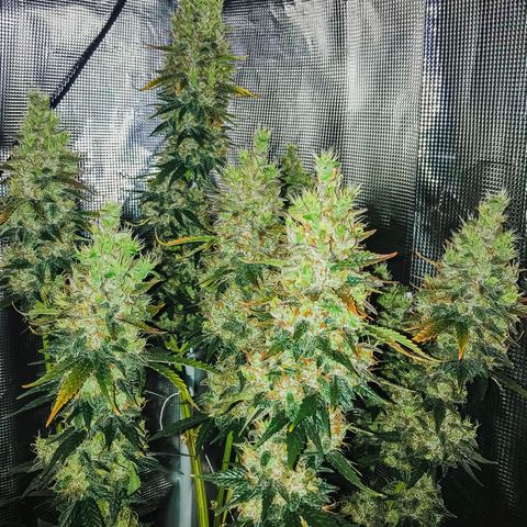 Auto Lemon 🍋 Kix growlog timeline photo